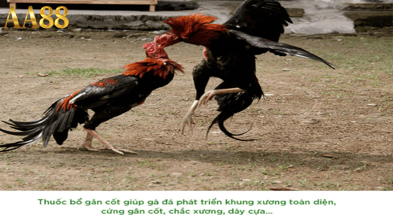 Gà đòn thomo tại aa88
